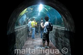 Студенты в туннеле аквариума